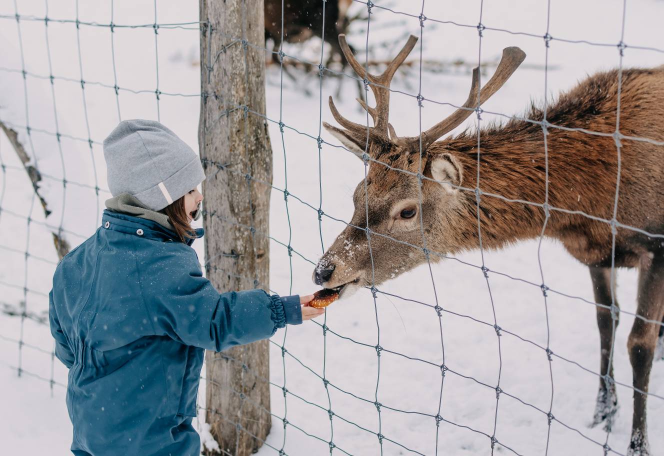 Hier wohnt Hirsch Rocky - Naturhotel Forsthofgut