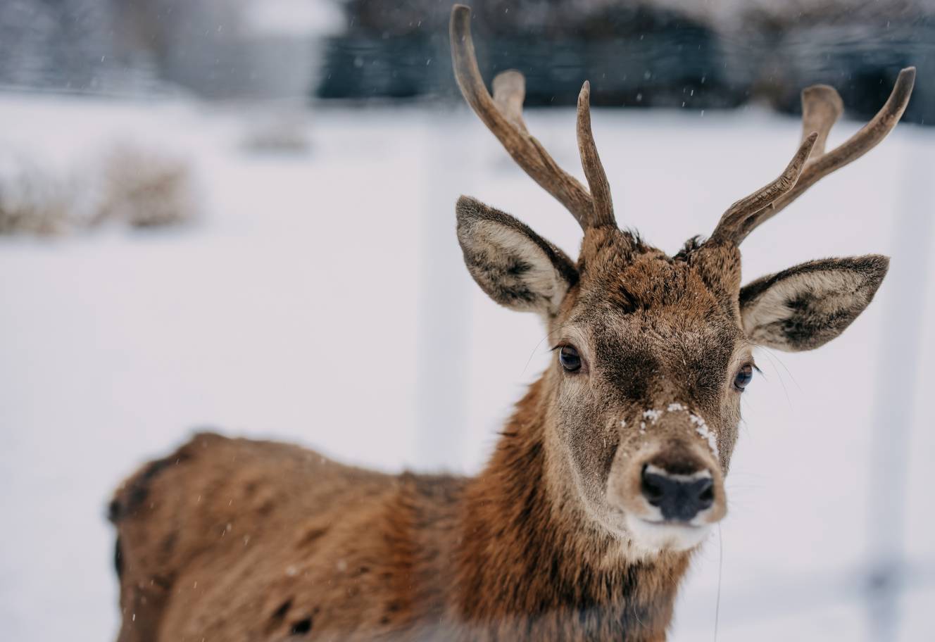 Hoteleigenes Wildtiergehege