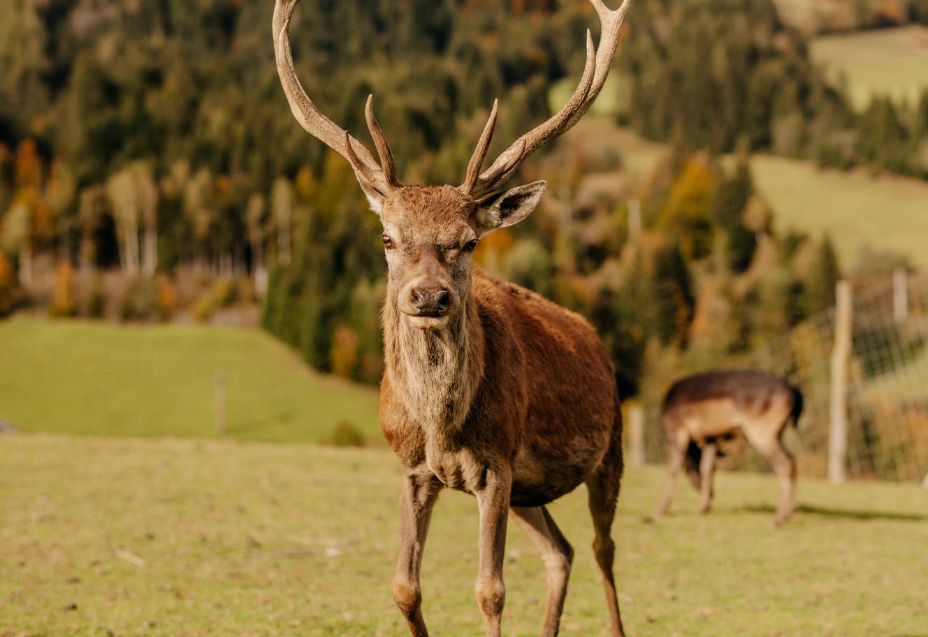 Hoteleigenes Wildtiergehege