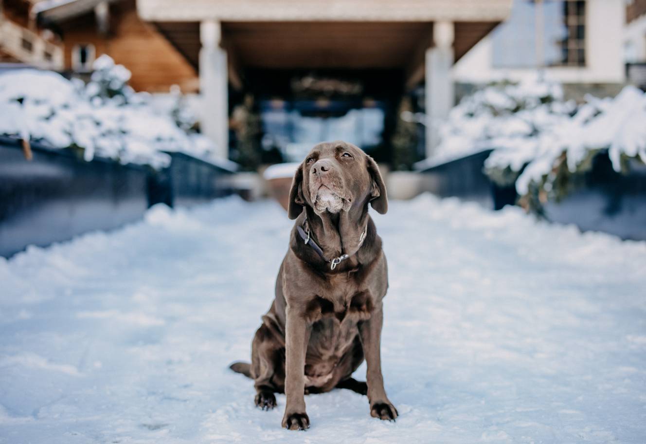 Dog sitting in the meadow of the Naturhotel Forsthofgut