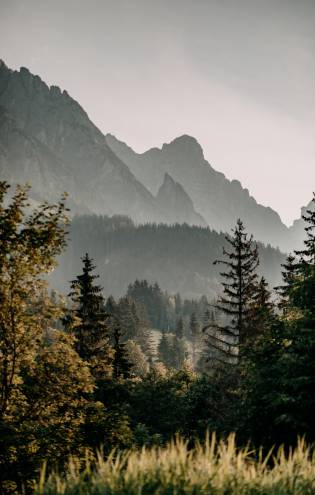 Sommer im Salzburger Land - Berglandschaft mit Tannen