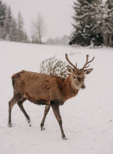 waldLIEBE sustainability project of the Naturhotel Forsthofgut