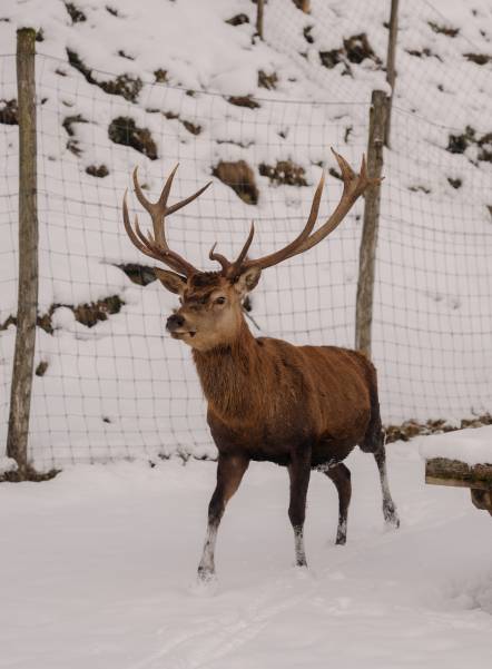 waldLIEBE sustainability project of the Naturhotel Forsthofgut