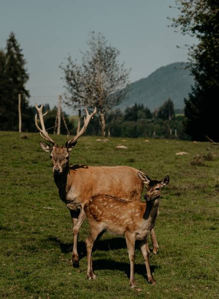 waldLIEBE sustainability project of the Naturhotel Forsthofgut