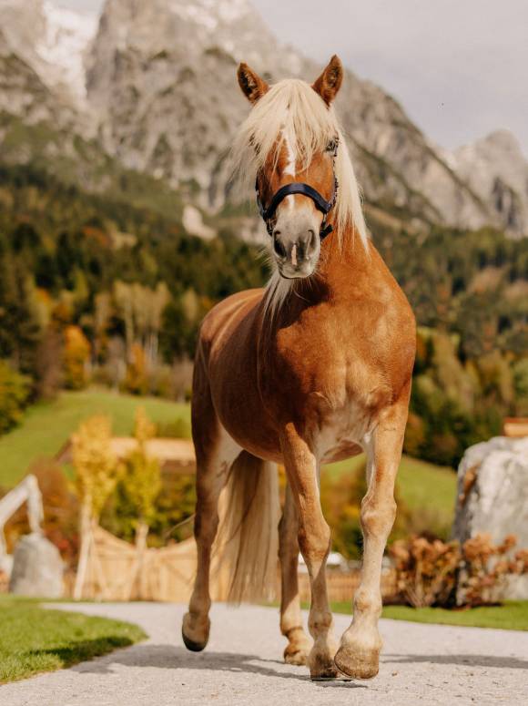 Haflinger im Naturhotel Forsthofgut